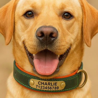 Official Calming Doggo Collar (Classic Edition 2025)