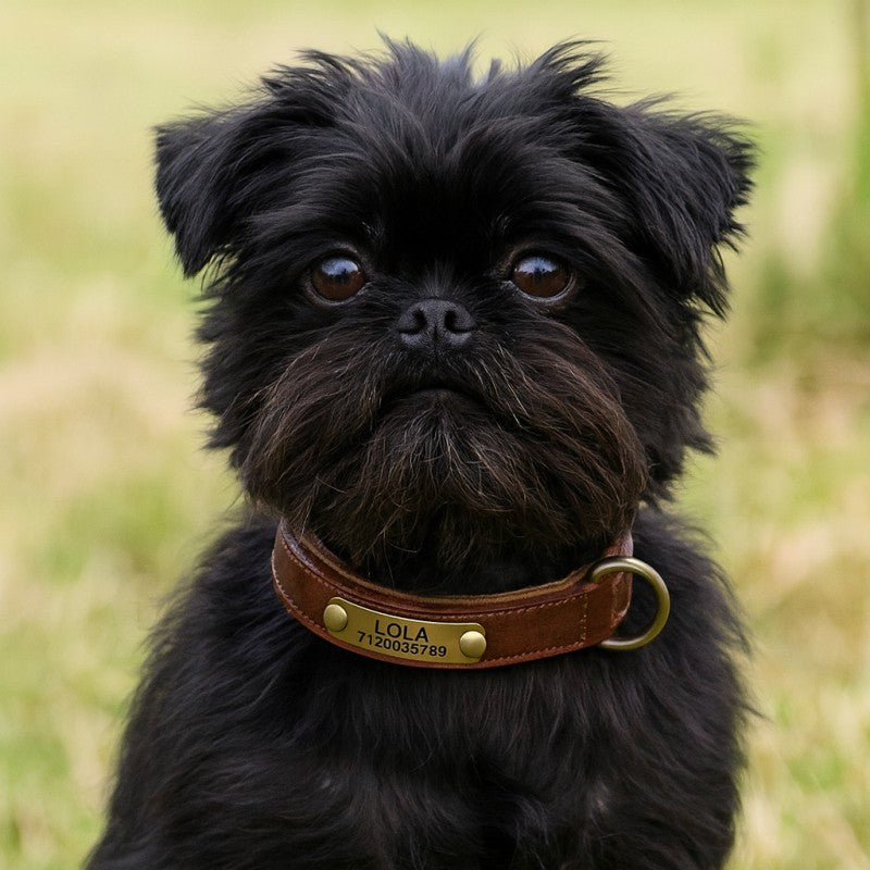 Personalised Leather Dog Collar With Name & Phone Number UK - Custom Dog Collar UK - Brown
